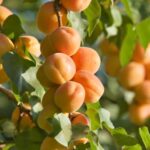 Health Benefits of Apricots