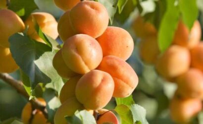 Health Benefits of Apricots