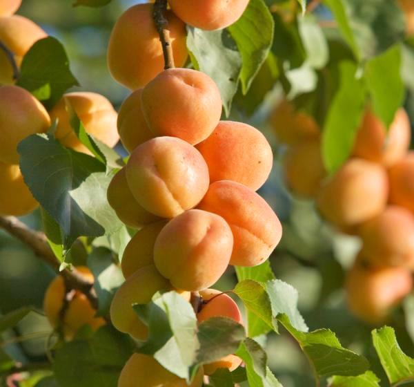 Health Benefits of Apricots