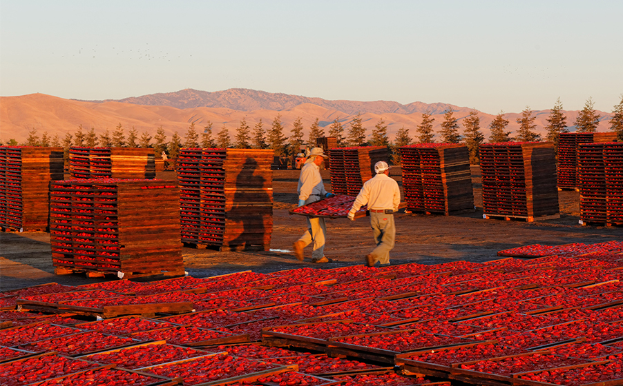 Traina Foods Dried Fruit Zero Food Waste